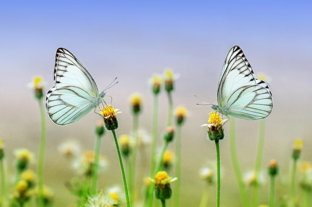 légers comme des papillons